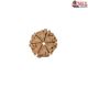 Natural Nepali 6 Mukhi Rudraksha