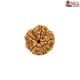 Natural 5 Mukhi Rudraksha 