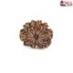 Natural Nepali 10 Mukhi Rudraksha 