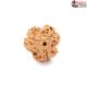 Natural Nepali 3 Mukhi Rudraksha