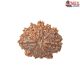 Natural Nepali 11 Mukhi Rudraksha