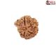 Natural Ganesha Rudraksha 