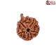 Natural Ganesha Rudraksha 