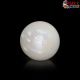  South Sea Pearl (Moti) 10.20 Carat