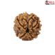 Natural Nepali 4 Mukhi Rudraksha
