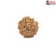 Natural Nepali 10 Mukhi Rudraksha 