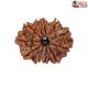 Natural Nepali 11 Mukhi Rudraksha