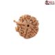 Natural Ganesha Rudraksha 