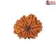 Natural Nepali 11 Mukhi Rudraksha