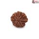 Seven Mukhi Rudraksha 10.75 carat