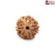 Seven Mukhi Rudraksha 7.05 carat