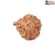 Natural Ganesha Rudraksha 