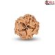 1 Mukhi Under Developed Rudraksha 17 MM