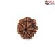 Seven Mukhi Rudraksha 12.15 carat