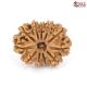 Natural Nepali 11 Mukhi Rudraksha 