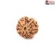 Seven Mukhi Rudraksha 11.65 carat