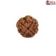 Natural Nepali 4 Mukhi Rudraksha