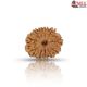 Natural Nepali 11 Mukhi Rudraksha 