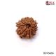 Natural Nepali 10 Mukhi Rudraksha 