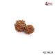 Buy Gauri Shankar Rudraksha Online