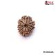 Natural Nepali 10 Mukhi Rudraksha 