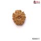 Natural Nepali 10 Mukhi Rudraksha 