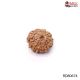 Natural Nepali 10 Mukhi Rudraksha 