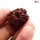 Natural Nepali 13 Mukhi Rudraksha