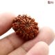 Natural Nepali 13 Mukhi Rudraksha