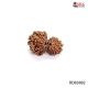 Gauri Shankar Rudraksha Online