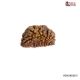 Natural 1 Mukhi Rudraksha