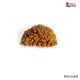 Natural 1 Mukhi Rudraksha
