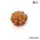 Natural Nepali 9 Mukhi Rudraksha 