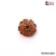 Natural Nepali 9 Mukhi Rudraksha 