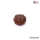 Natural Nepali 9 Mukhi Rudraksha 