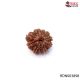 Natural Nepali 10 Mukhi Rudraksha 