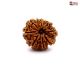 Nepali 9 Mukhi Rudraksha
