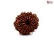 Nepali 9 Mukhi Rudraksha