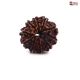 Natural Nepali 10 Mukhi Rudraksha 