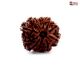 Natural Nepali 10 Mukhi Rudraksha 
