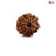 Natural Nepali 10 Mukhi Rudraksha 