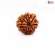 Natural Nepali 10 Mukhi Rudraksha 