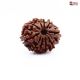 Natural Nepali 10 Mukhi Rudraksha 