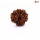 Natural Nepali 11 Mukhi Rudraksha