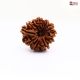 Natural Nepali 11 Mukhi Rudraksha
