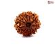 Natural Nepali 11 Mukhi Rudraksha