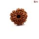 Natural Nepali 11 Mukhi Rudraksha