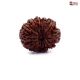 Natural Nepali 12 Mukhi Rudraksha