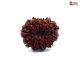 Natural Nepali 12 Mukhi Rudraksha