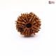 Natural Nepali 12 Mukhi Rudraksha